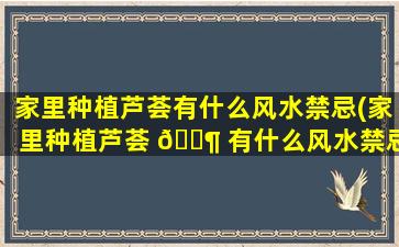 家里种植芦荟有什么风水禁忌(家里种植芦荟 🐶 有什么风水禁忌呢)